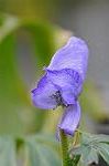 Dcim5493/DSC_8293
