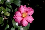 Dcim5495/DSC_8300