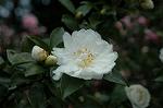 Dcim5504/DSC_1204