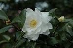 Dcim5505/DSC_1205