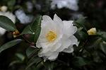 Dcim5506/DSC_9308