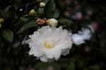 Dcim5506/DSC_9310
