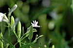 Dcim5508/DSC_1524