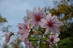 Dcim5511/DSC_1585