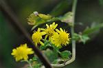 Dcim5513/DSC_9611