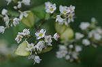 Dcim5513/DSC_9625