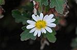 Dcim5513/DSC_9720