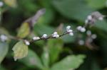 Dcim5514/DSC_9741