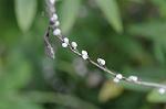 Dcim5514/DSC_9742