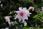 Dcim5514/DSC_9838