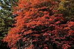 Dcim5523/DSC_0468