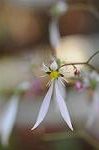 Dcim5537/DSC_2096