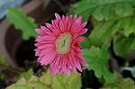 Dcim5537/DSC_2105