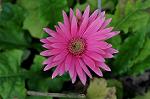 Dcim5537/DSC_2106