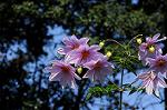 Dcim5537/DSC_2117