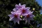 Dcim5537/DSC_2120