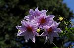 Dcim5537/DSC_2123