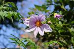 Dcim5537/DSC_2128