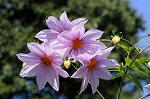Dcim5537/DSC_2130