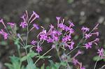Dcim5538/DSC_2207