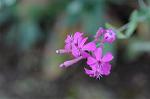 Dcim5538/DSC_2212