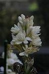 Dcim5538/DSC_2220