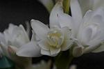 Dcim5538/DSC_2223