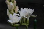 Dcim5538/DSC_2225
