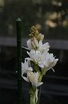 Dcim5538/DSC_2227