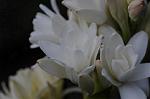 Dcim5538/DSC_2232