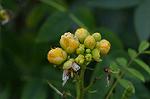 Dcim5538/DSC_2242