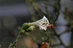 Dcim5538/DSC_2250