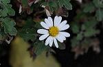 Dcim5538/DSC_2270