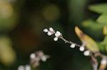 Dcim5538/DSC_2281
