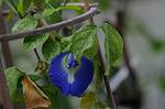 Dcim5539/DSC_2338