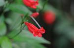 Dcim5539/DSC_2341