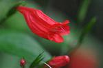Dcim5539/DSC_2342