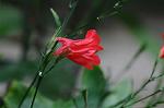 Dcim5539/DSC_2344
