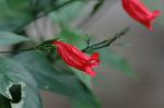Dcim5539/DSC_2345