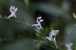 Dcim5539/DSC_2372