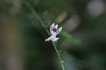 Dcim5539/DSC_2374