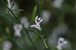 Dcim5539/DSC_2375