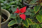 Dcim5539/DSC_2377