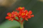Dcim5539/DSC_2397