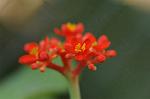 Dcim5539/DSC_2400