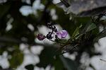 Dcim5539/DSC_2443