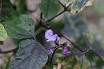 Dcim5539/DSC_2445