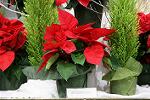 Dcim5543/IMG_5949