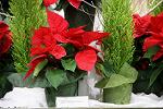 Dcim5543/IMG_5950