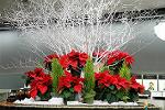 Dcim5544/IMG_9990
